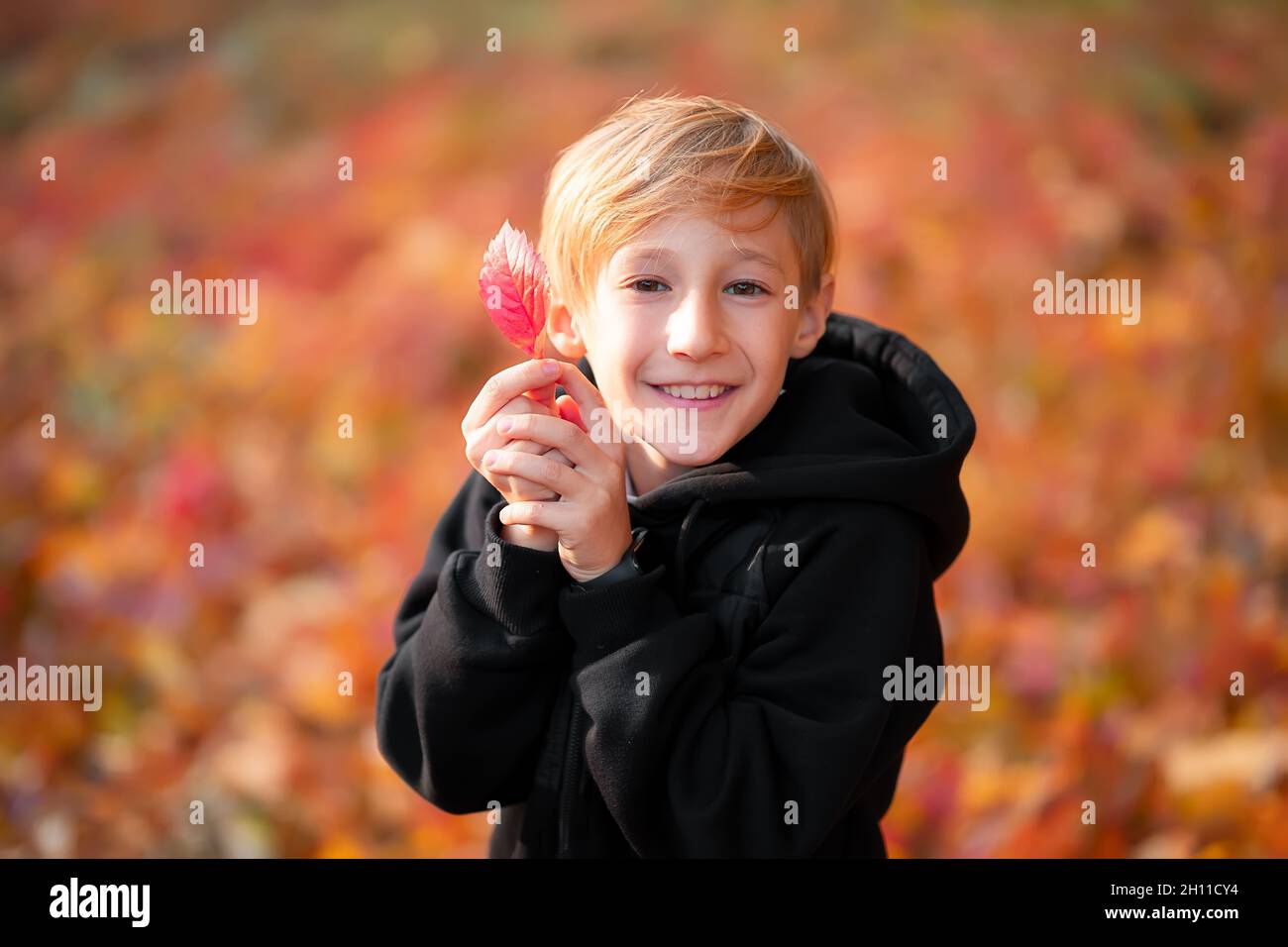 boy on a beautiful background of blurry autumn leaves, holding a leaf in his hands. Stock Photo
