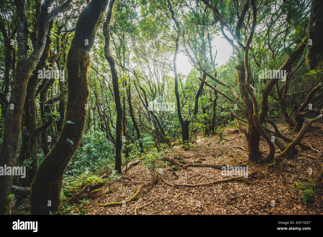 Inside forest, laurel tree landscape,  Anaga Jungle Stock Photo