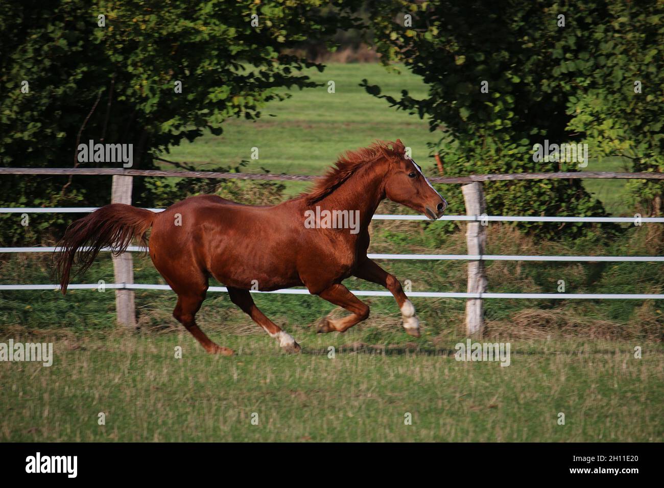 Brown beautiful horse running in a field Stock Photo - Alamy