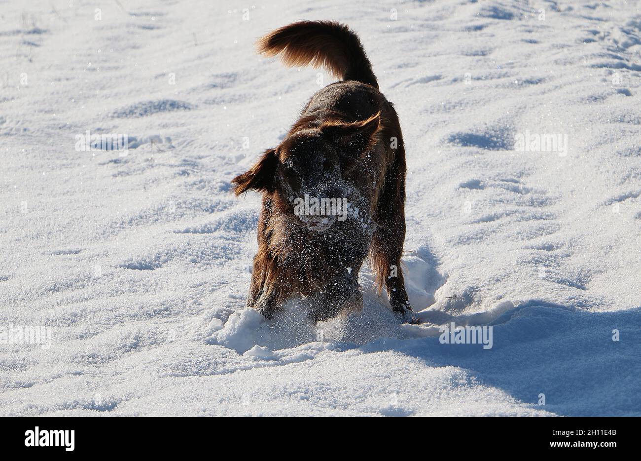 Portrait of a brown dog running in the snow. Stock Photo
