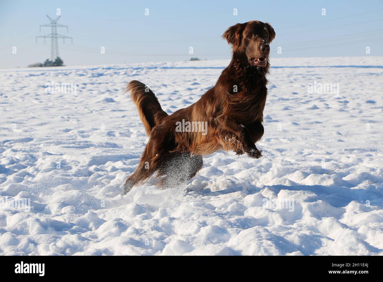 Portrait of a brown dog running in the snow. Stock Photo