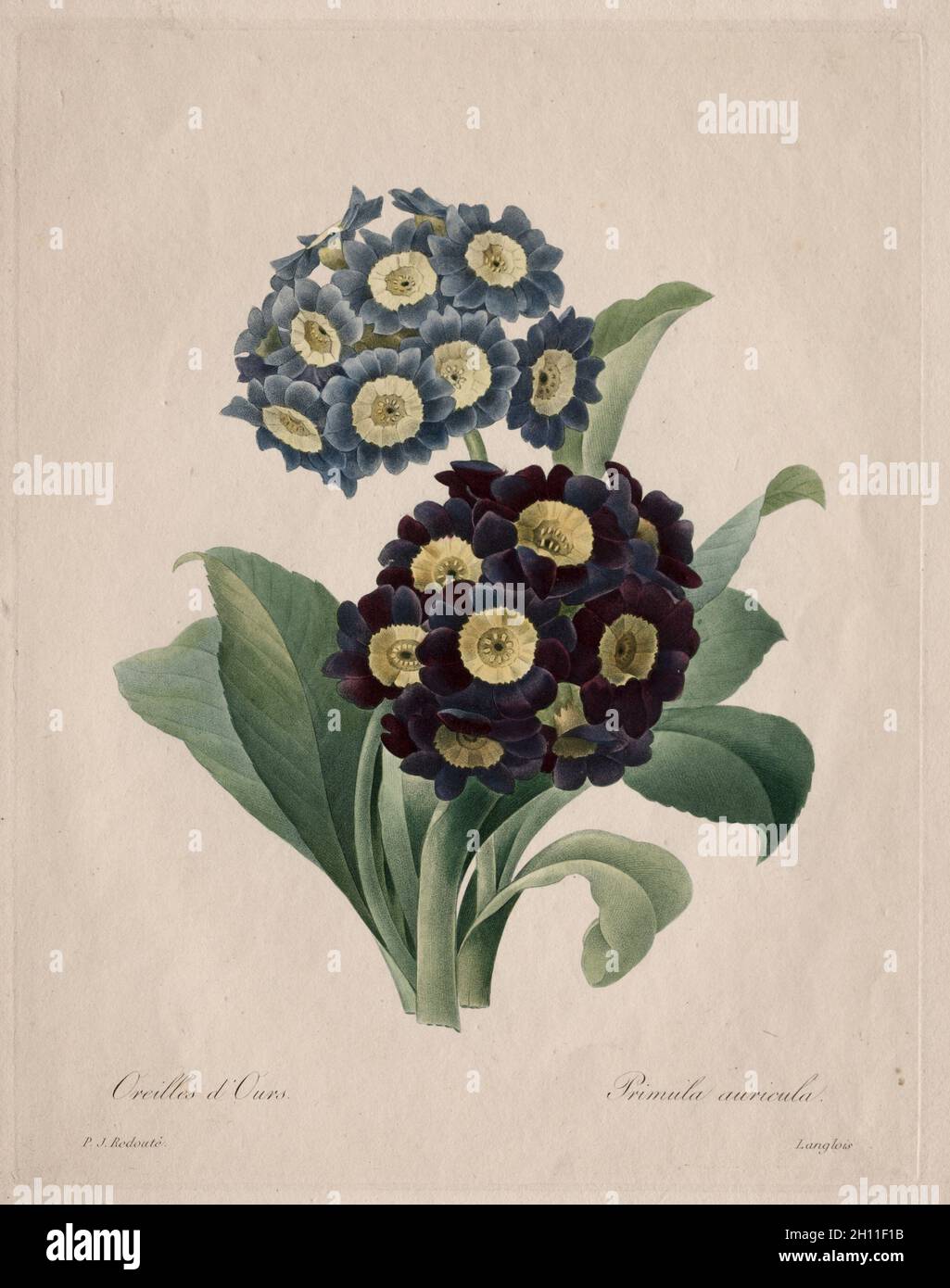 Primula auricula, 1827. Henry Joseph Redouté (French, 1766-1853). Stipple and roulette; Stock Photo