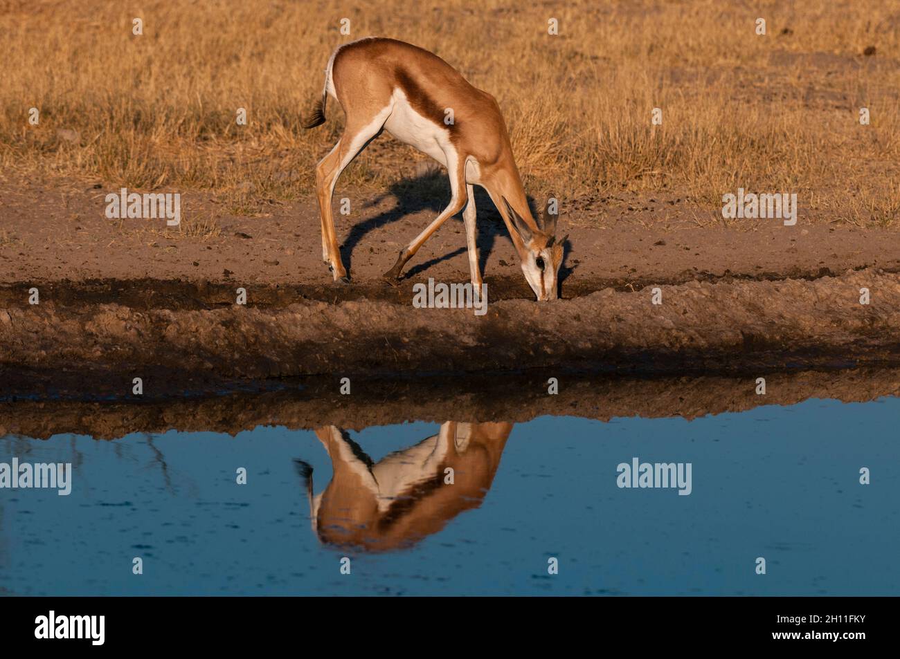 A springbok, Antidorcas marsupialis, drinking at a waterhole casts a reflection. Central Kalahari Game Reserve, Botswana. Stock Photo