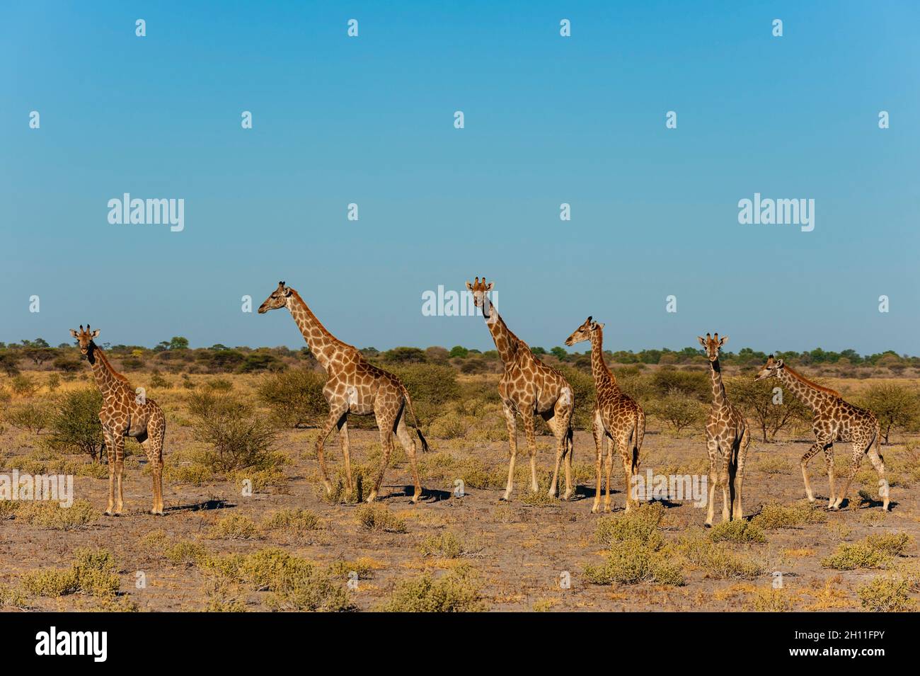 A herd of southern giraffes, Giraffa camelopardalis, in an arid landscape. Central Kalahari Game Reserve, Botswana. Stock Photo