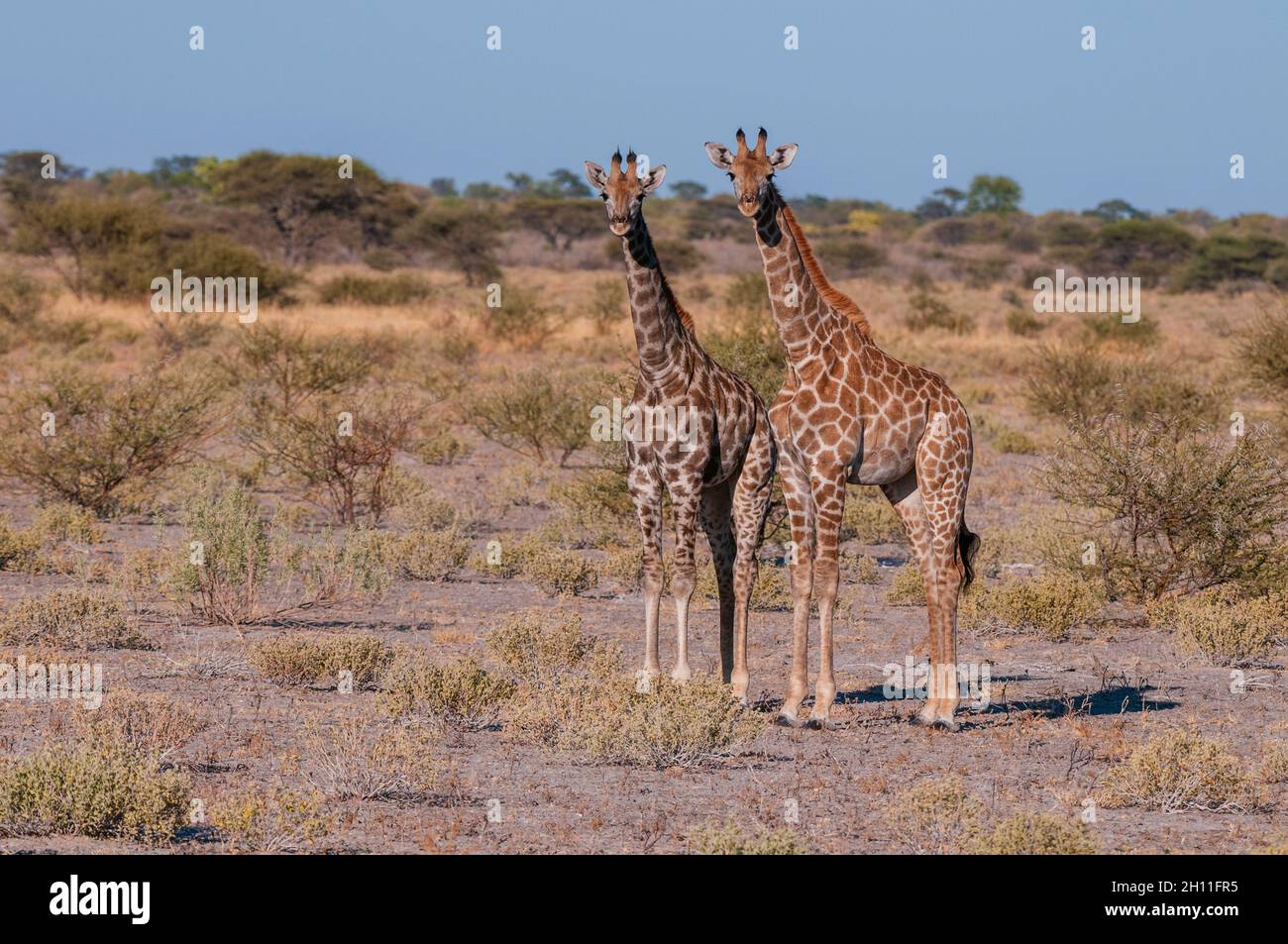A portrait of two southern giraffes, Giraffa camelopardalis, looking at the camera. Central Kalahari Game Reserve, Botswana. Stock Photo