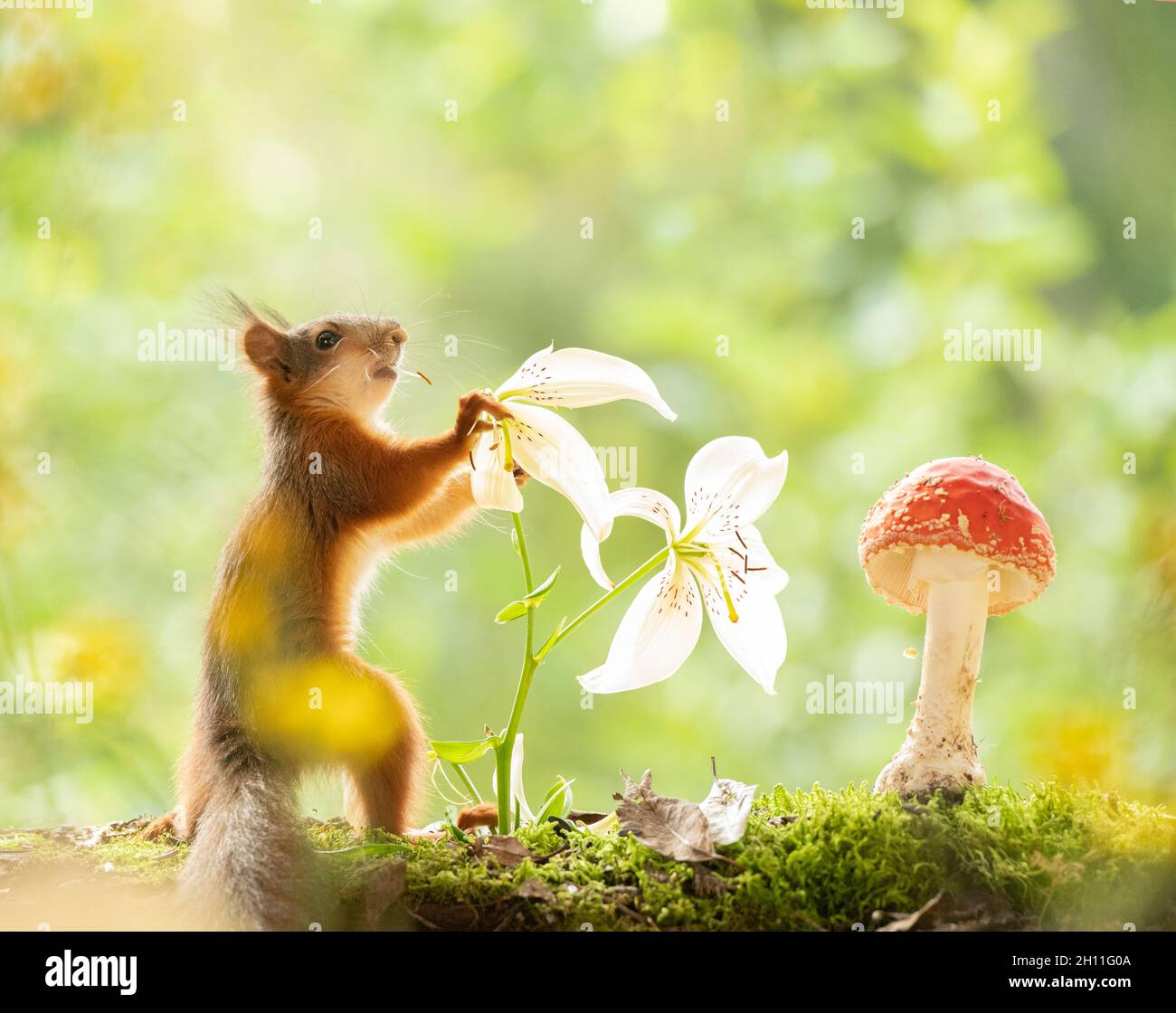 young red squirrel is eating a lily Stock Photo Alamy