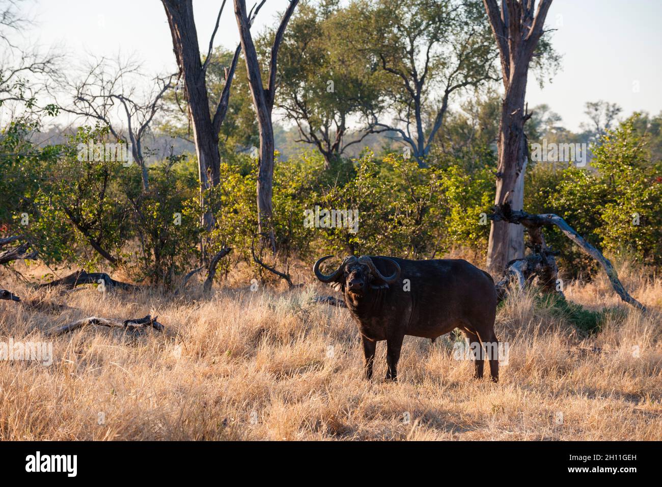 Portrait of an African buffalo, Syncerus caffer, looking at the camera. Khwai Concession Area, Okavango Delta, Botswana. Stock Photo