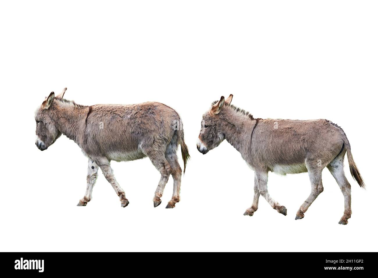 Cotentin Donkeys isolated on white background (Equus asinus) Stock Photo