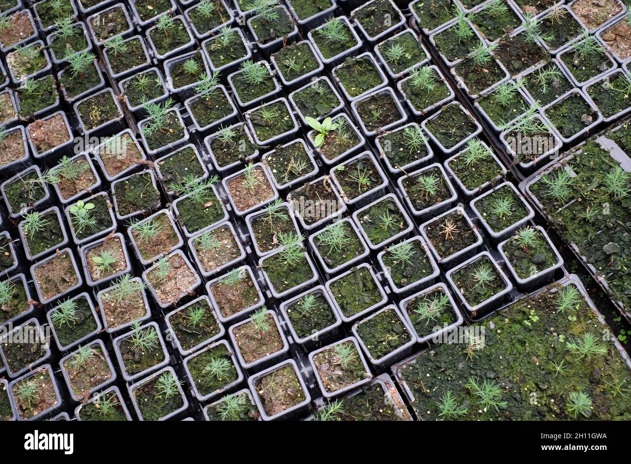 Seedlings from Plant propagation Stock Photo