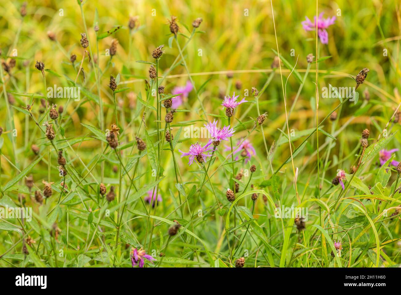 Short-fringed knapweed, Centaurea nigrescens, growing naturally among grasses and other low-growing wild plants Stock Photo