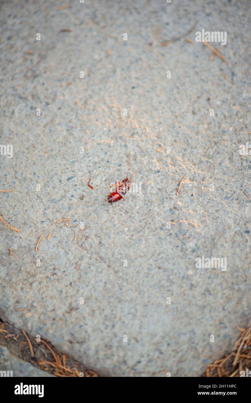 Hunched Over Insect Insect upside down hi-res stock photography and images - Alamy