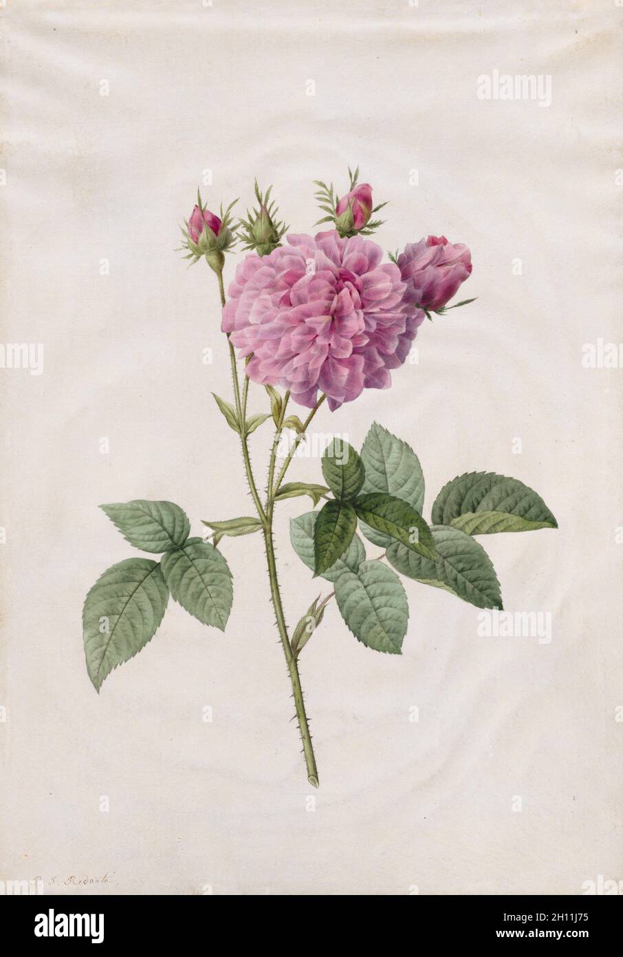 Agatha Rose (Rosa Gallica Agatha), 1817-1824. Henry Joseph Redouté (French, 1766-1853). Watercolor; Stock Photo
