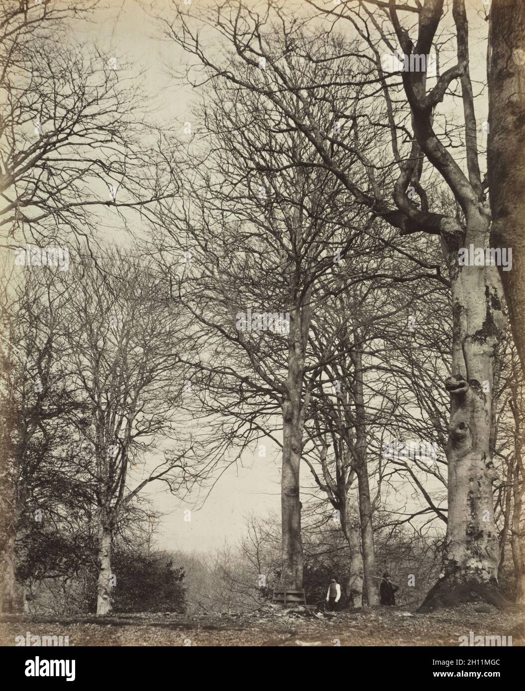 The History of Windsor's Great Park and Windsor Forest by William Menzies: Queen Adelaide's Beech, before 1864. James Sinclair, 14th Earl of Caithness (British, 1821-1881), or William Bambridge (British, 1819-1879). Albumen print from wet collodion negative; image: 29.1 x 23.5 cm (11 7/16 x 9 1/4 in.); matted: 61 x 50.8 cm (24 x 20 in.). Stock Photo