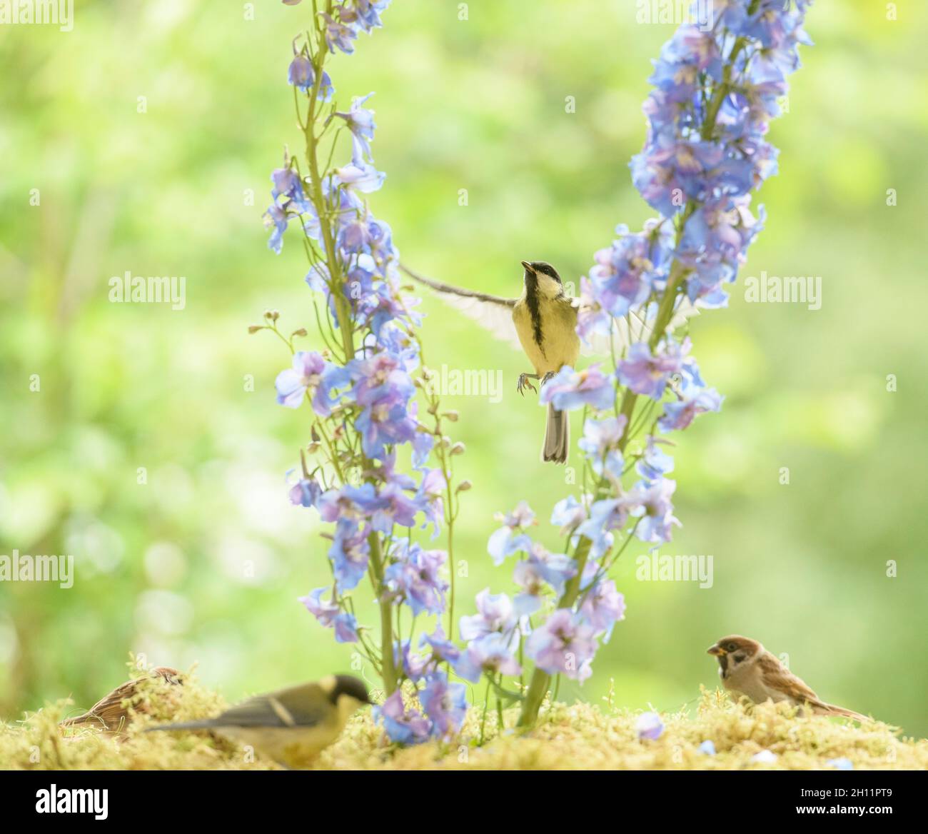 great tit is flying between blue Delphinium flowers Stock Photo - Alamy