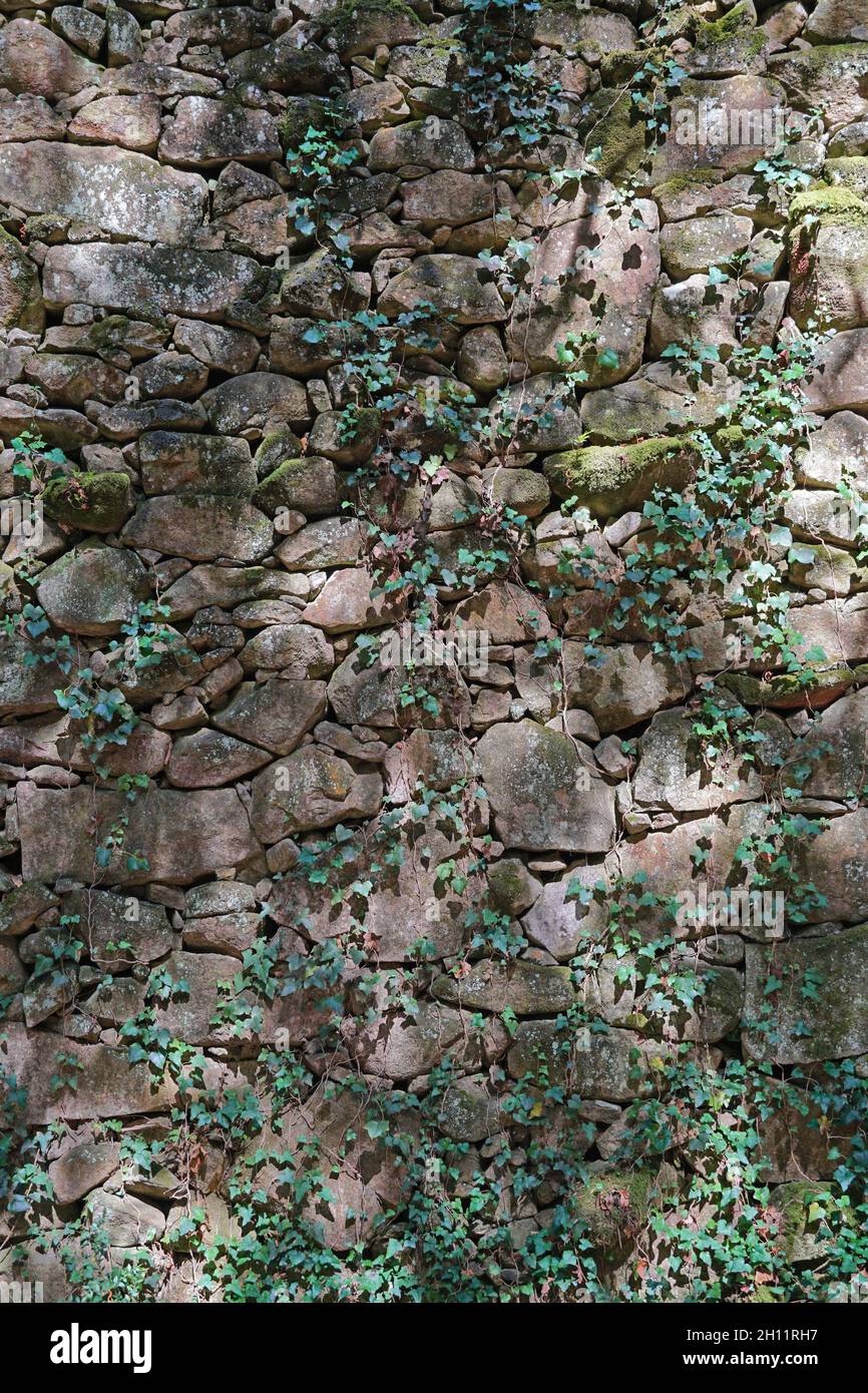 Old medieval dry stone wall with some ivy, Aldan, Spain, Galicia, Pontevedra province Stock Photo