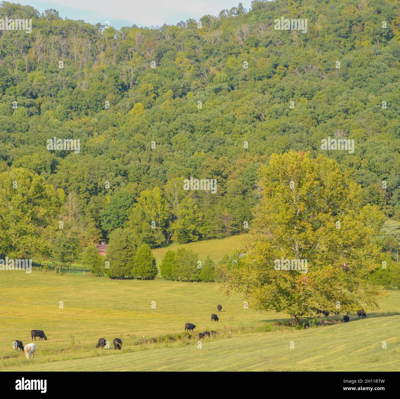 The pasture and forest in the mountains of Kentucky Stock Photo Alamy
