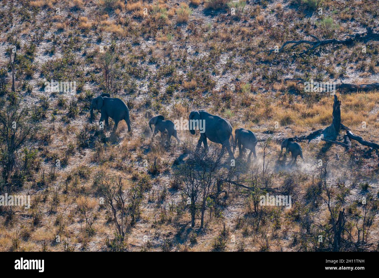An aerial view of African elephants and calves, Loxodonda africana, walking. Okavango Delta, Botswana. Stock Photo