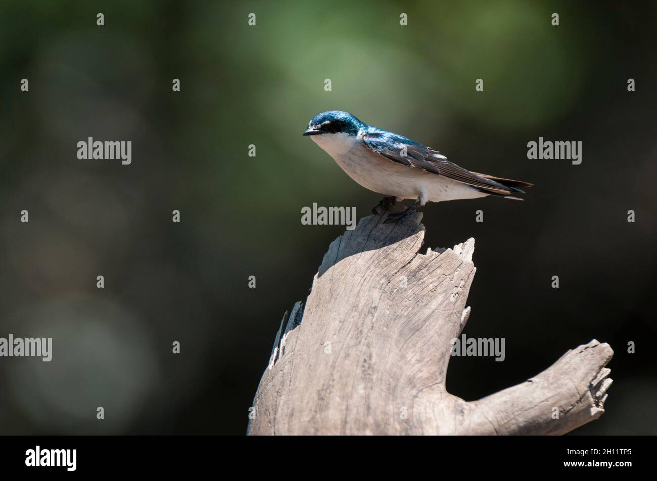Portrait of a mangrove swallow, Tachycineta albilinea, on a tree stump. Palo Verde National Park, Costa Rica. Stock Photo