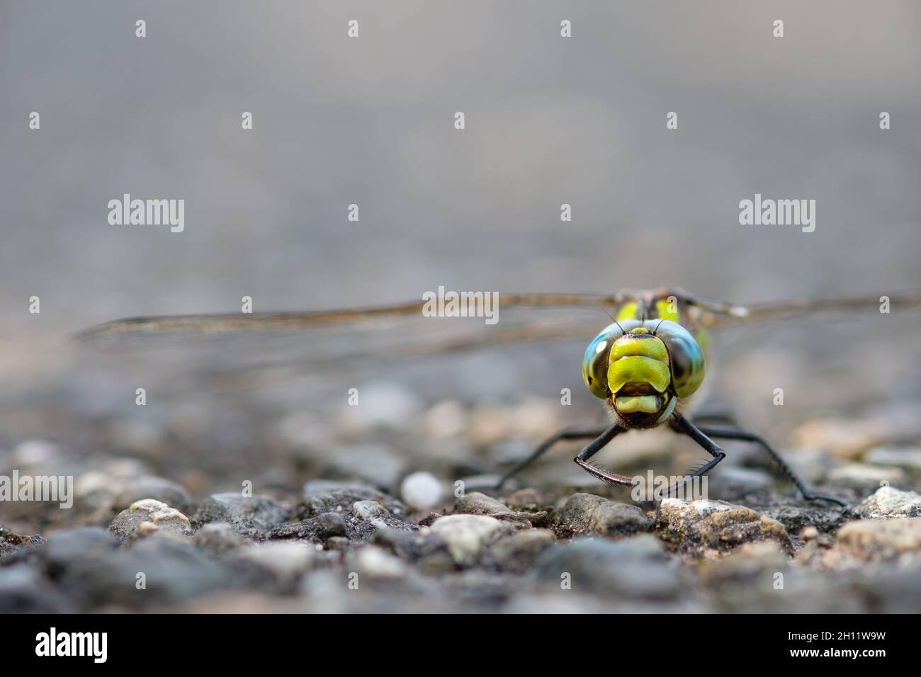 Hawker Insect Blue hawker (Aeshna cyanea) dragonfly insect on a road Stock Photo - Alamy