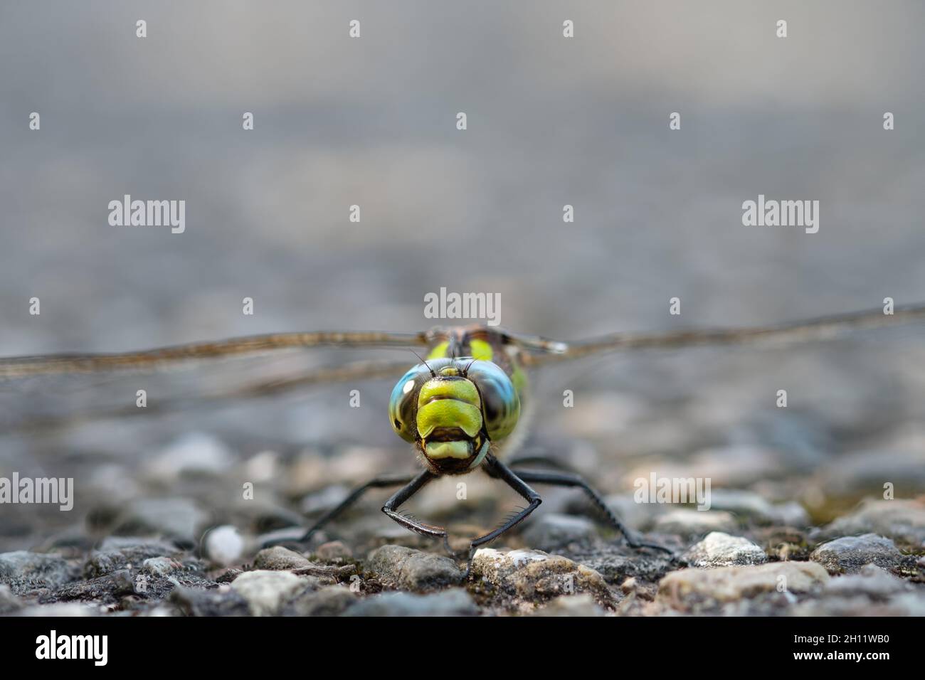 Hawker Insect Blue hawker (Aeshna cyanea) dragonfly insect on a road Stock Photo - Alamy