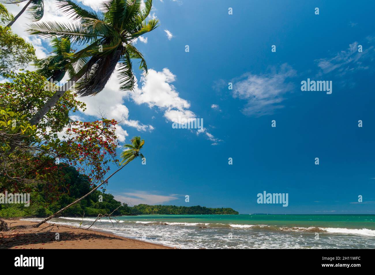 Palm trees and gentle surf on a tropical beach. Drake Bay, Osa Peninsula, Costa Rica. Stock Photo