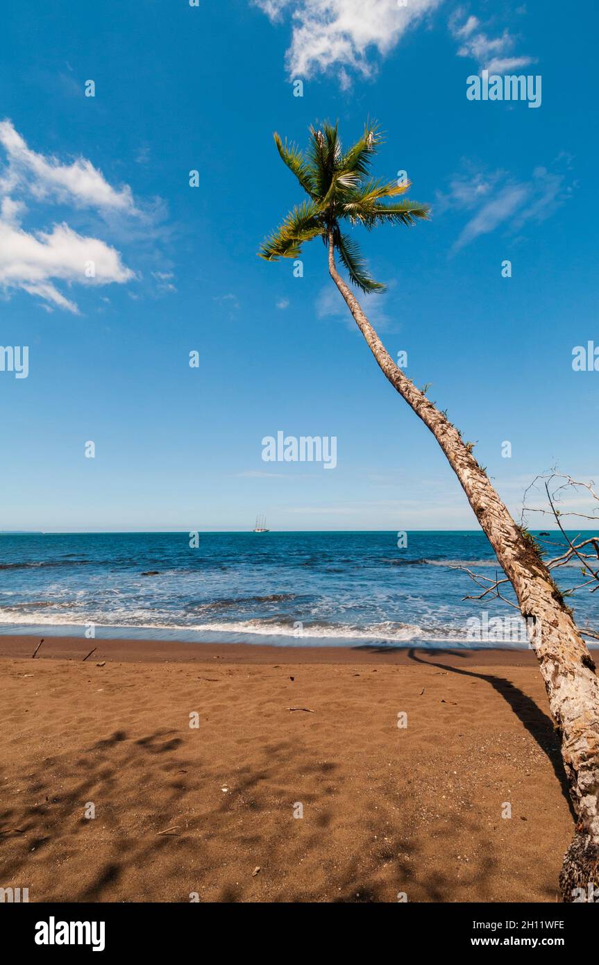 A palm tree and surging surf on a sandy beach. Drake Bay, Osa Peninsula, Costa Rica. Stock Photo