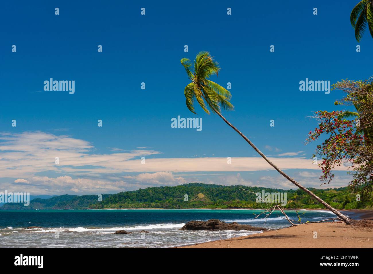 A palm tree leaning out over a sandy beach. Drake Bay, Osa Peninsula, Costa Rica. Stock Photo