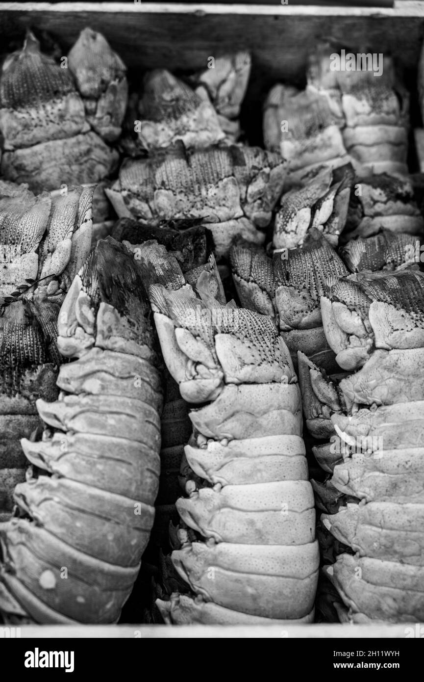 Decorative box full of dried lobbster tail at the entrance to a restaurant. Stock Photo