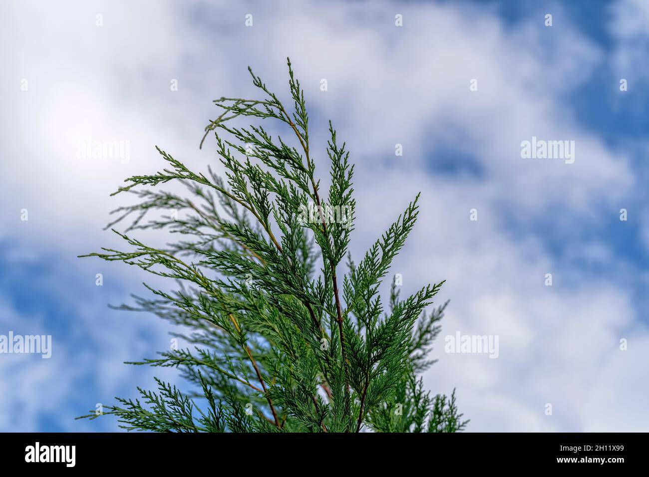 Detail of the crown of a Leylandi Cypress with the cloudy sky in the background Stock Photo