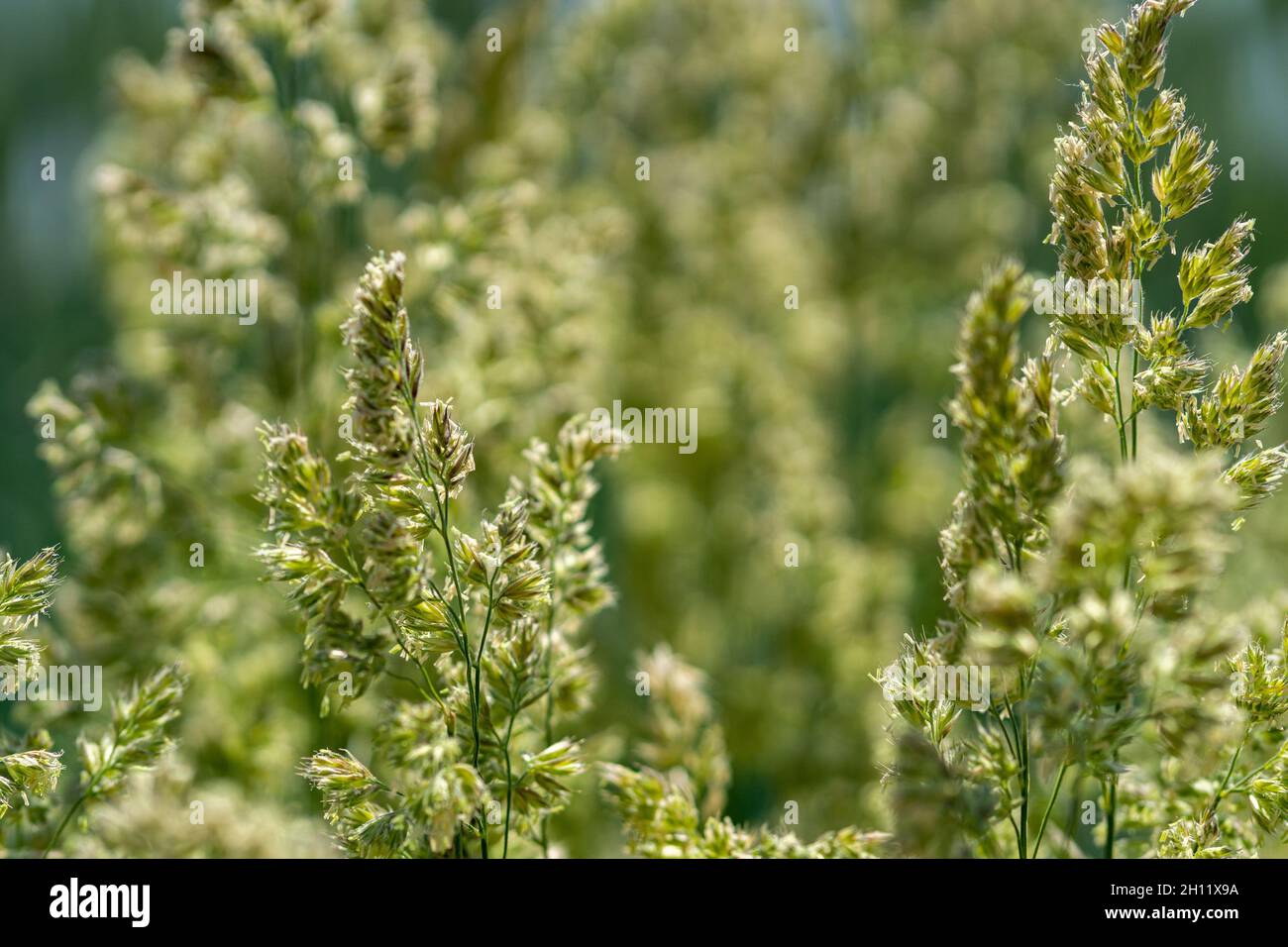 Selective focus shot of Poa trivialis plants Stock Photo