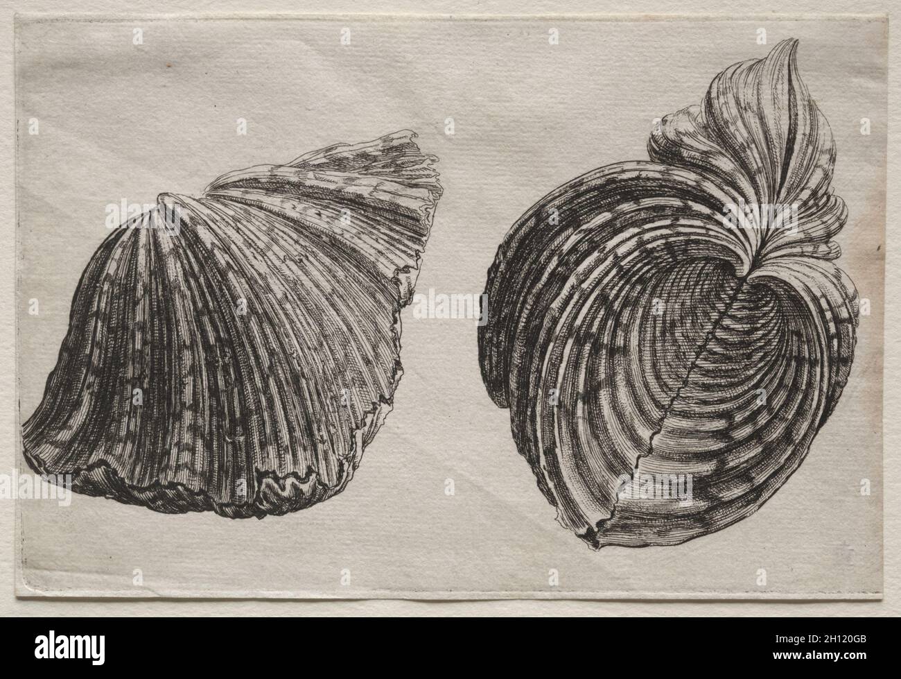 Shells: Hippopus maculatus Lam, c. 1640s. Wenceslaus Hollar (Bohemian, 1607-1677). Etching and engraving; Stock Photo