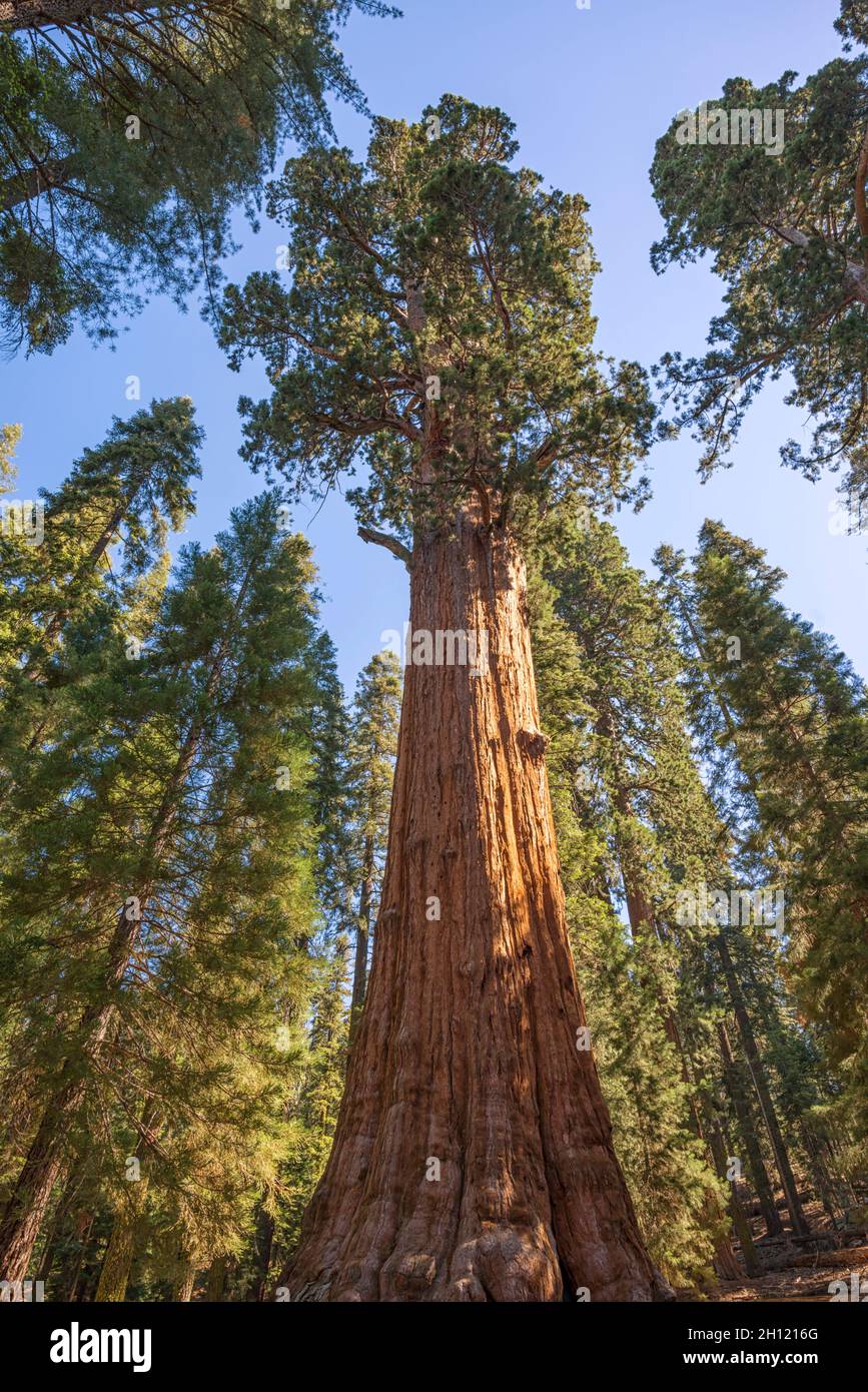 The iconic General Sherman tree. Sequoia & Kings Canyon National Parks. Tulare County, CA, USA. Stock Photo