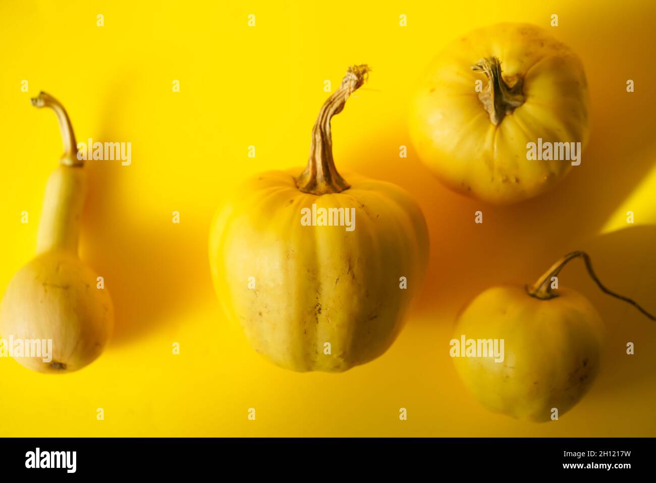 Top view of ripe pumpkins and squashes under the lights on a yellow ...