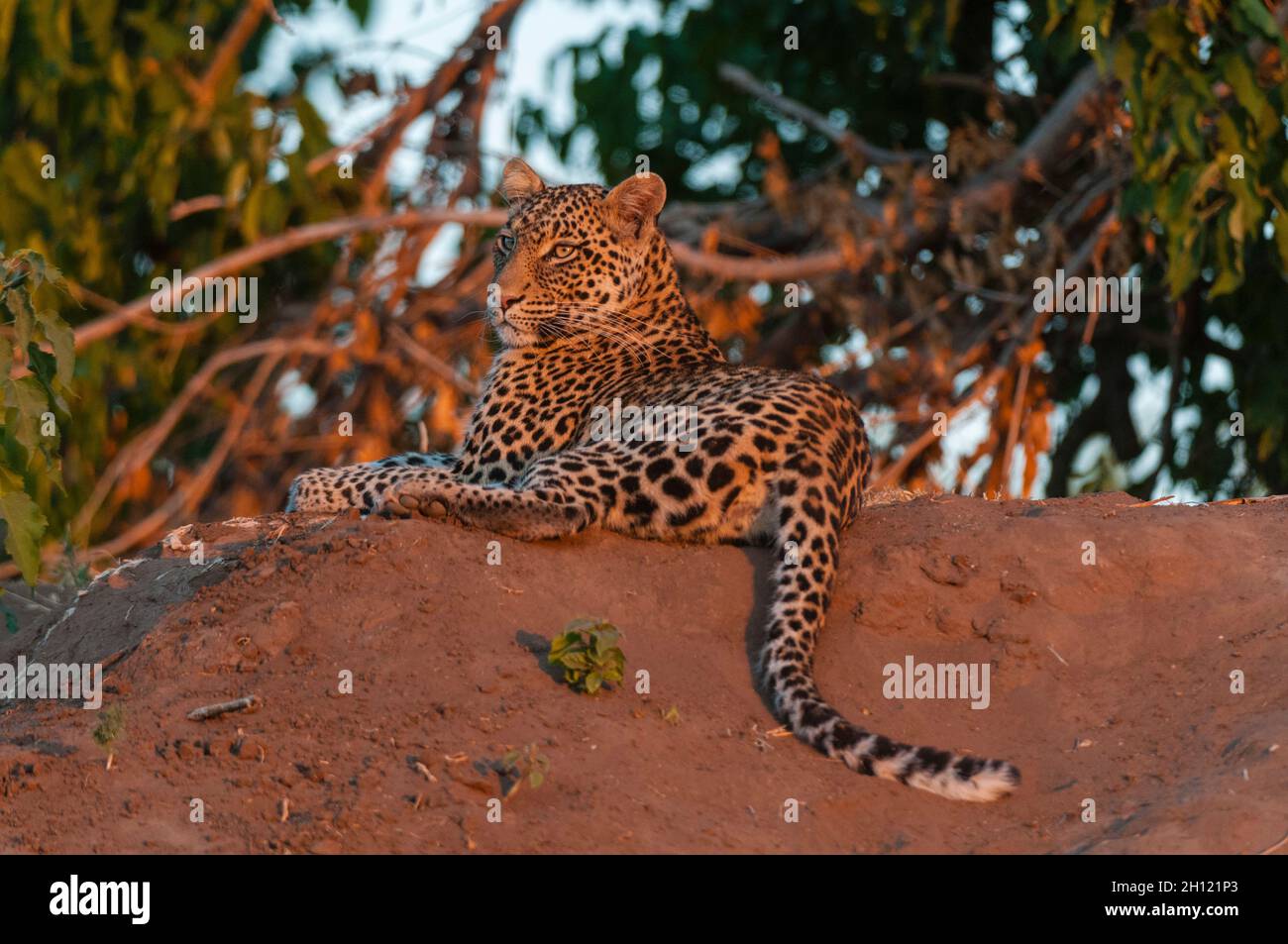 Portrait of a leopard, Panthera pardus, resting at sunset. Mashatu Game Reserve, Botswana. Stock Photo