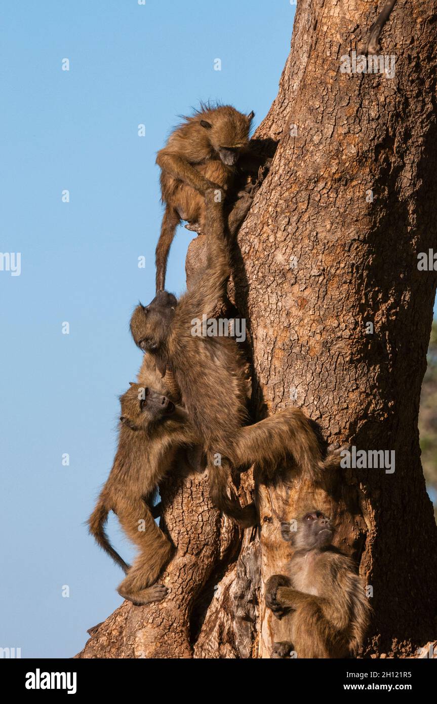 Young chacma baboons, Papio ursinus, playing and climbing on a tree trunk. Mashatu Game Reserve, Botswana. Stock Photo