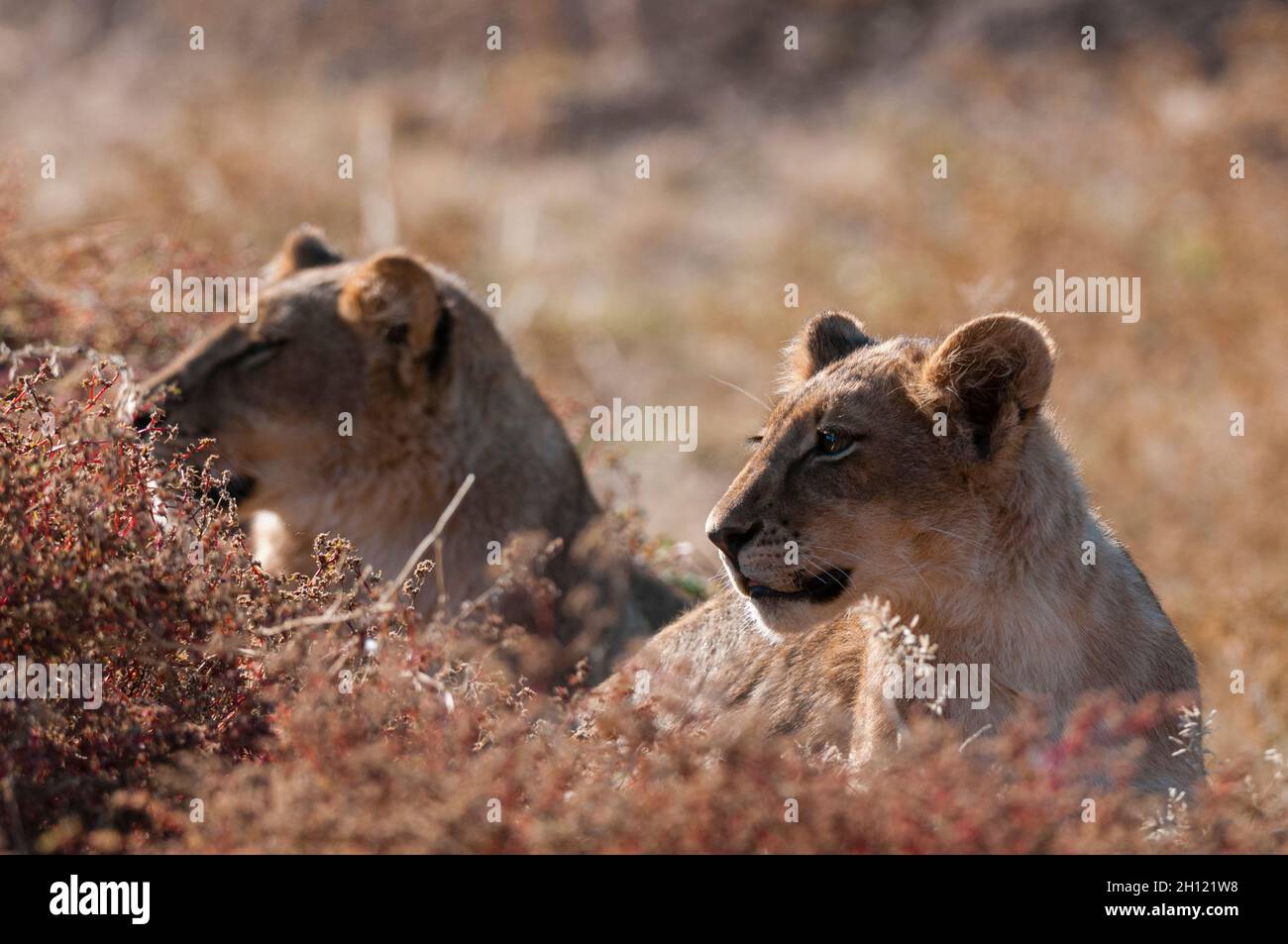 A pair of lions, Panthera leo, resting. Mashatu Game Reserve, Botswana ...