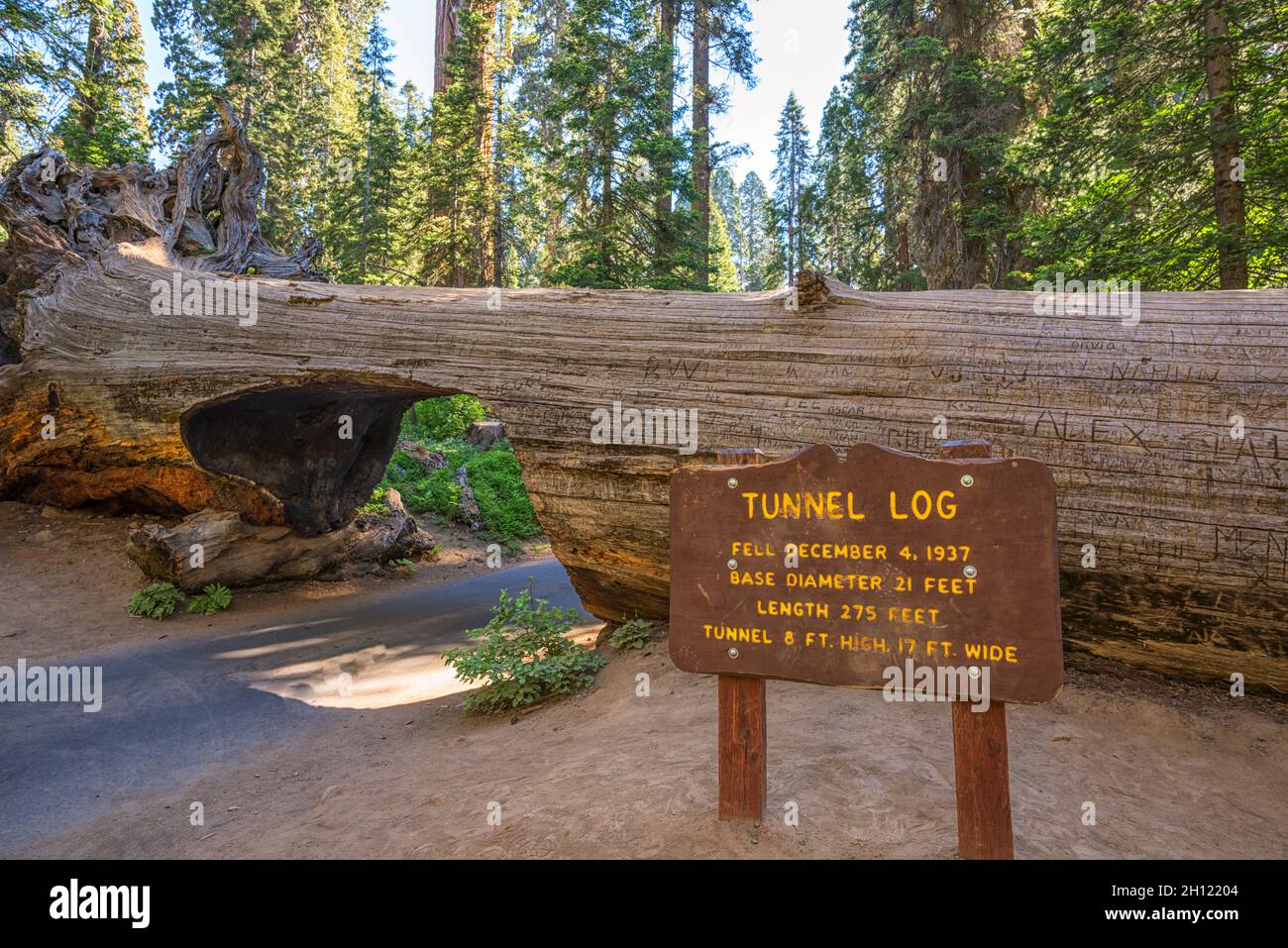 The drive through Tunnel Log at Sequoia National Park. Tulare County, CA, USA. Stock Photo