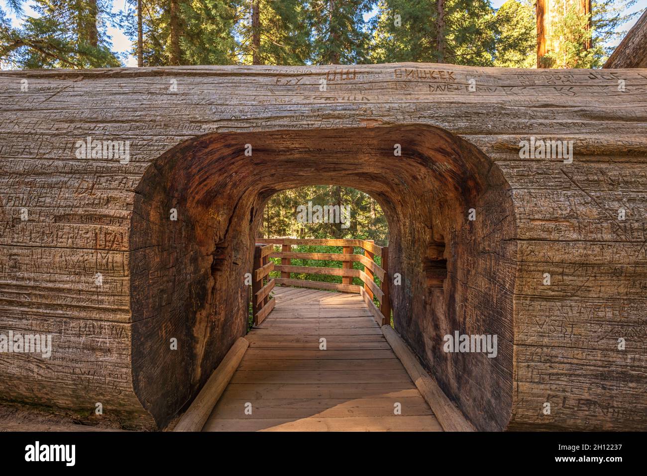 A walk through giant redwood tree at Sequoia National Park. Tulare County, CA, USA. Stock Photo