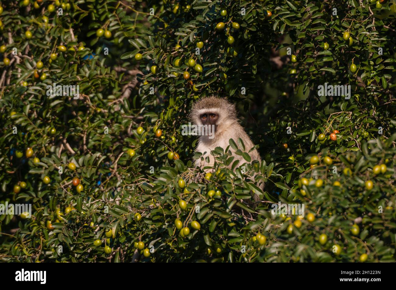 A vervet monkey, Cercopithecus aethiops, in a tree top. Mashatu Game Reserve, Botswana. Stock Photo