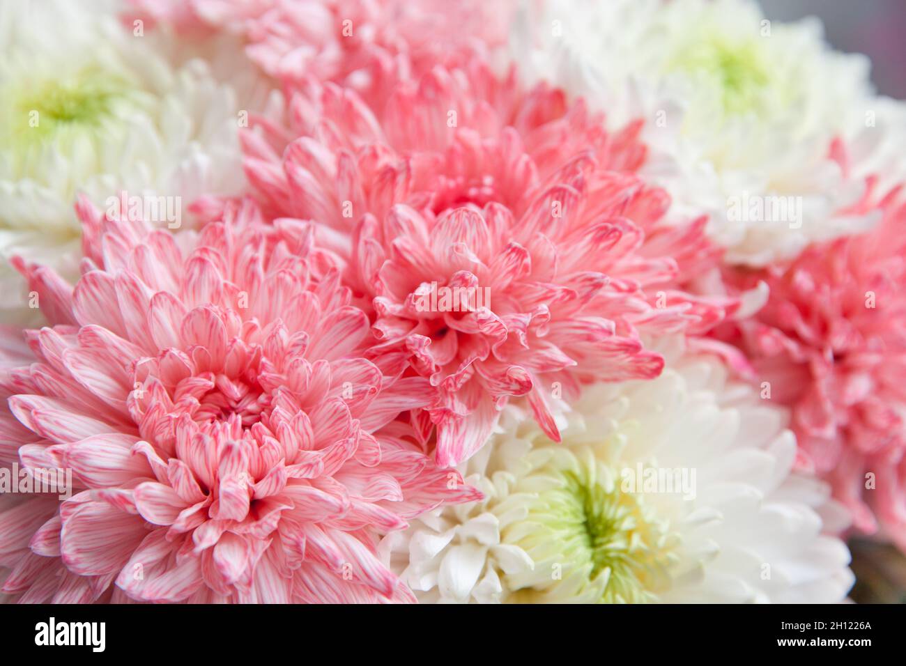Pink peony close-up. Beautiful flower with many petals. Floral background. Stock Photo