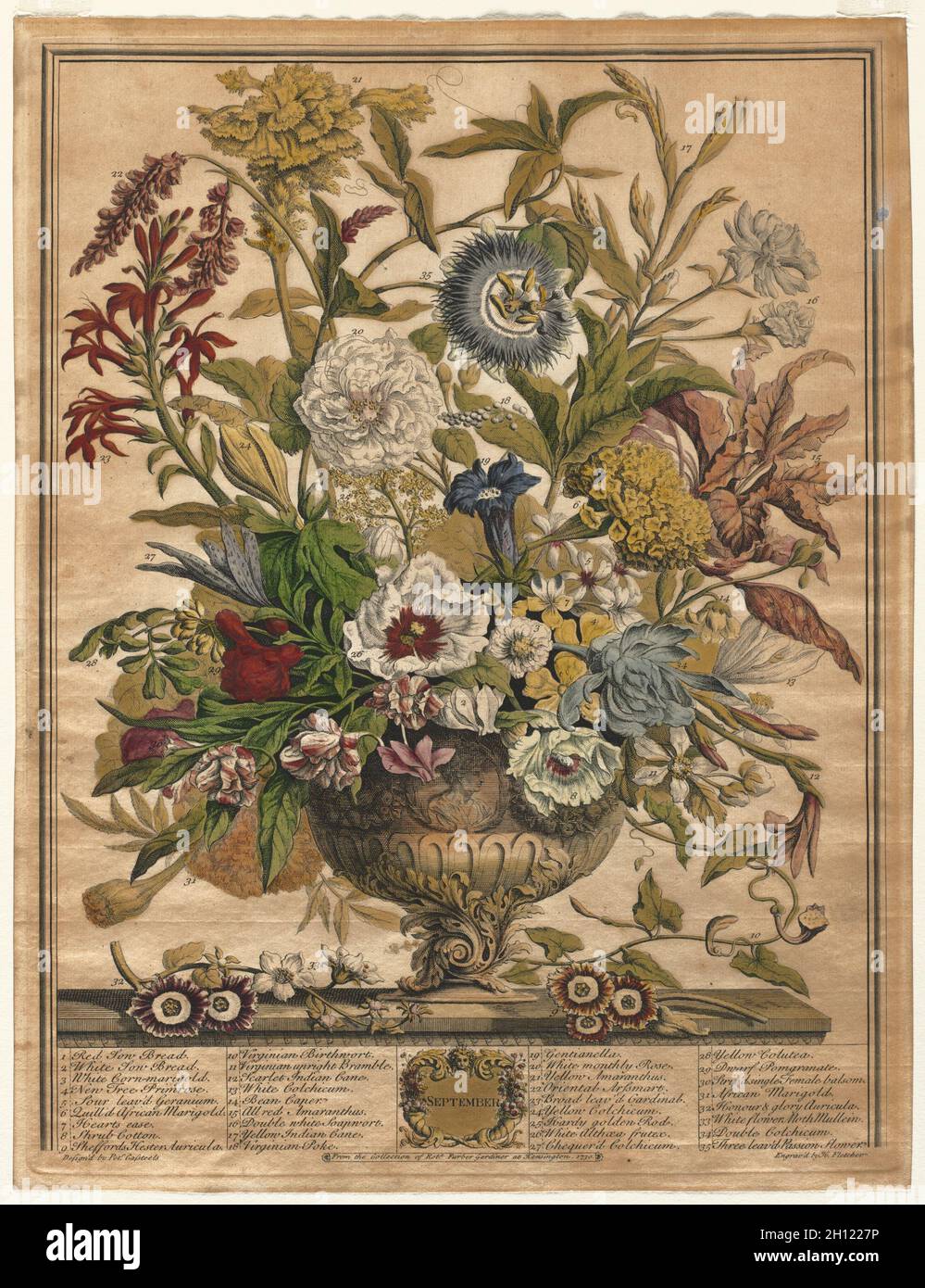 Twelve Months of Flowers: September, 1730. Henry Fletcher (British, active 1715-38). Engraving, hand-colored; sheet: 42.2 x 32.4 cm (16 5/8 x 12 3/4 in.); platemark: 40.9 x 31.4 cm (16 1/8 x 12 3/8 in.). Stock Photo