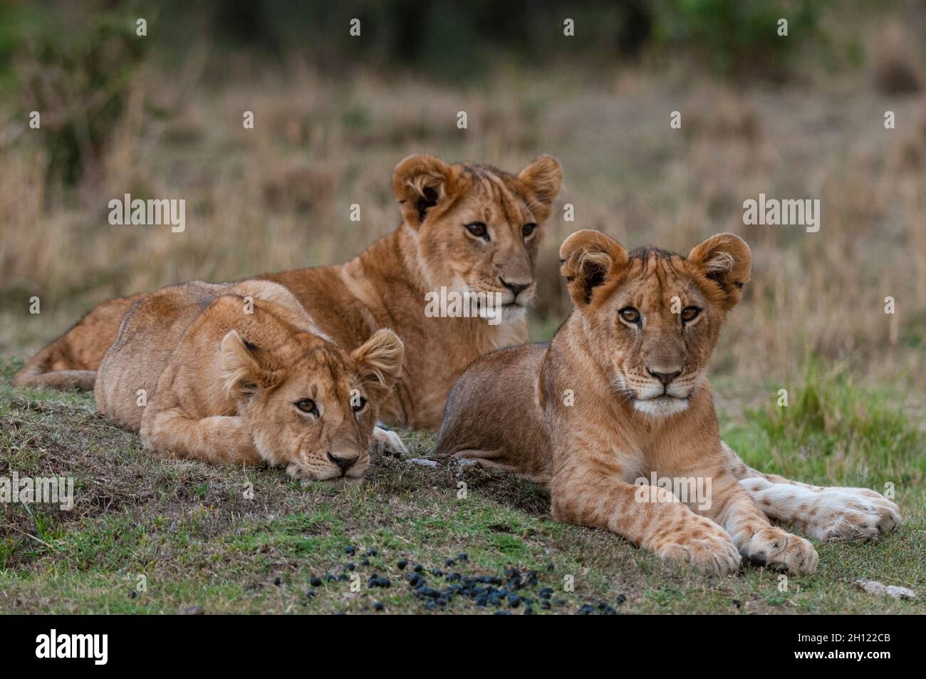 Three lion cubs, Panthera leo, resting together. Masai Mara National Reserve, Kenya. Stock Photo