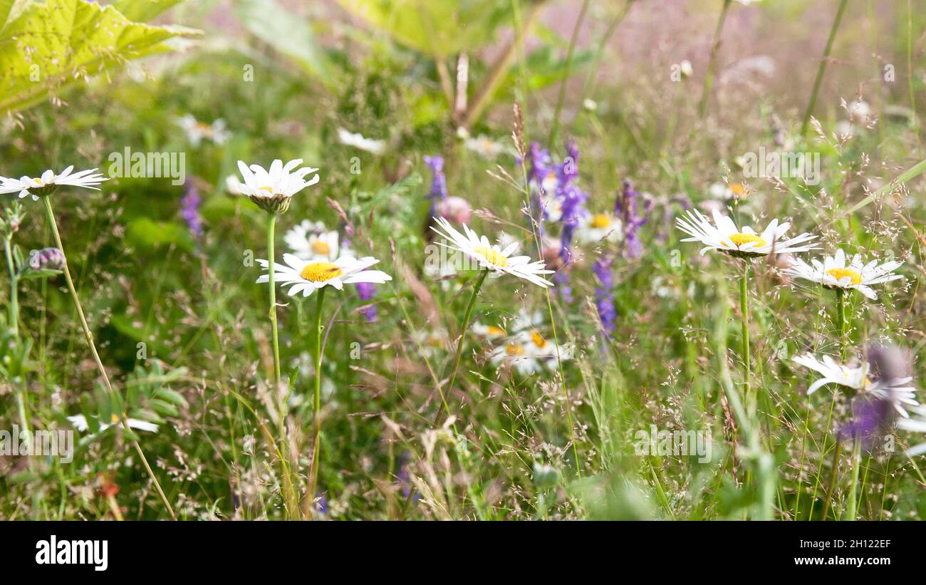 Green grass and chamomile flowers in the nature, meadow of flowers, spring floral landscape. Summer landscape with daisies in the afternoon. Stock Photo