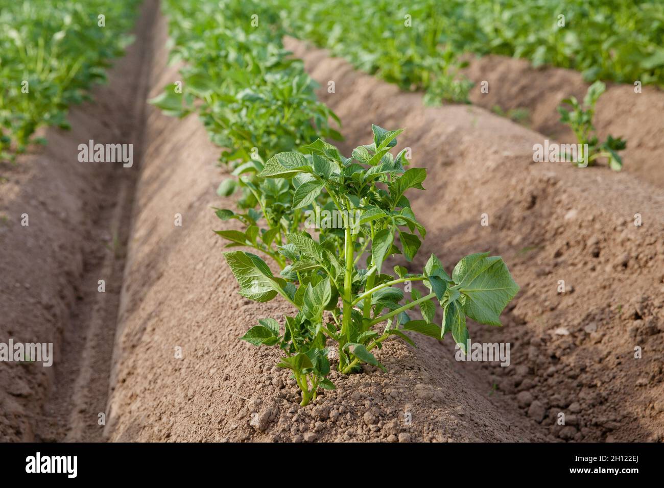 Rows of potatoes on the farm field. Cultivation of potatoes in Russia