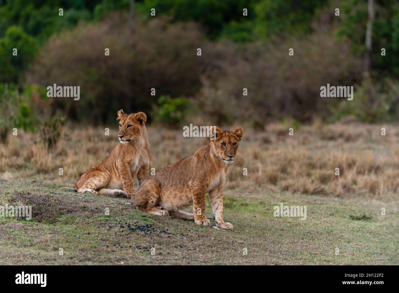Portrait of two young lions, Panthera leo. Masai Mara National Reserve ...