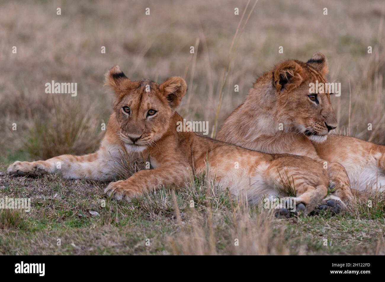 Two young lions, Panthera leo, resting. Masai Mara National Reserve ...