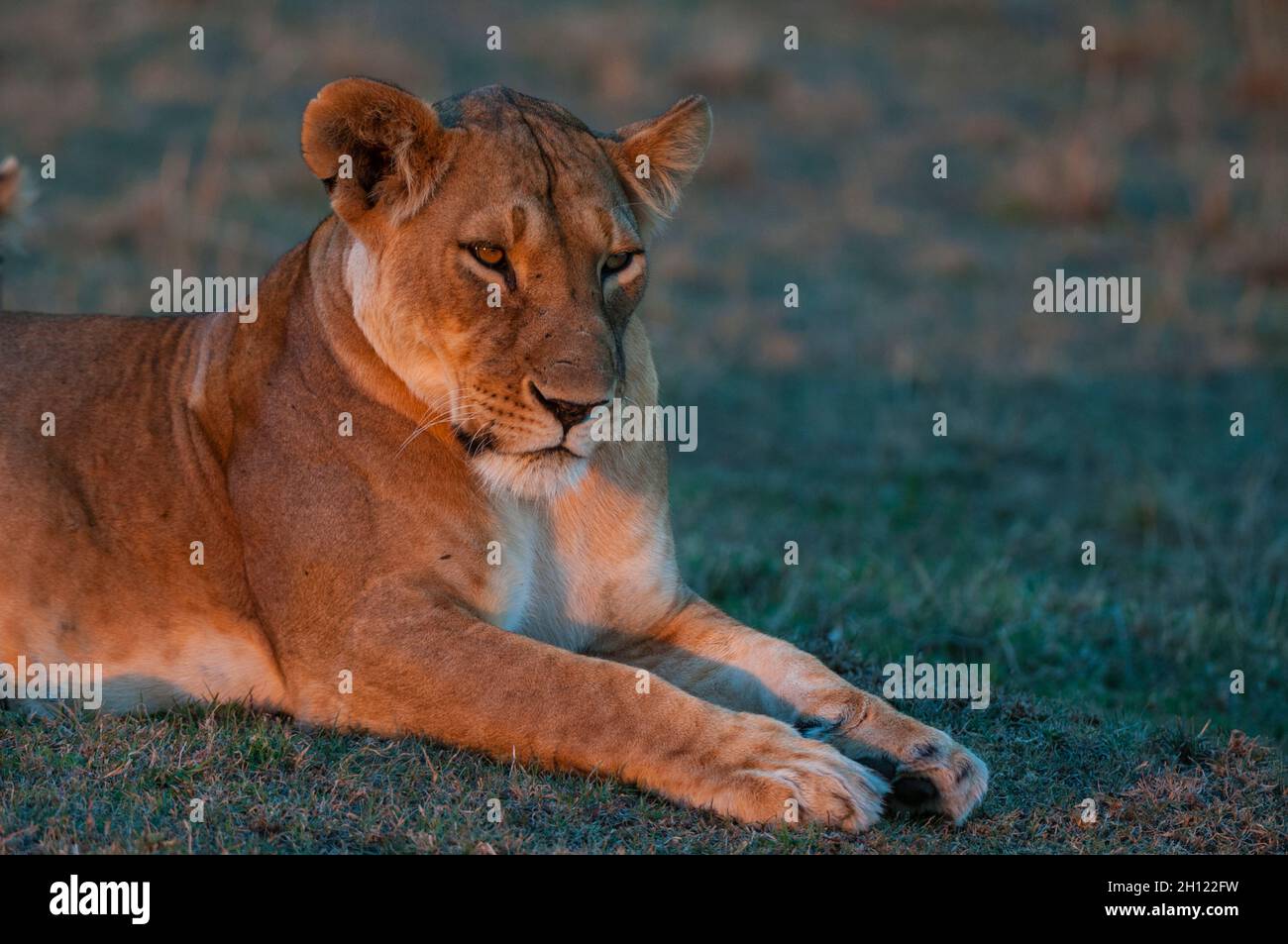 Portrait of a lioness, Panthera leo, resting at sunset. Masai Mara National Reserve, Kenya. Stock Photo