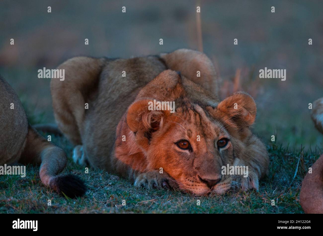 Portrait of a lion cub, Panthera leo, resting at sunset. Masai Mara ...