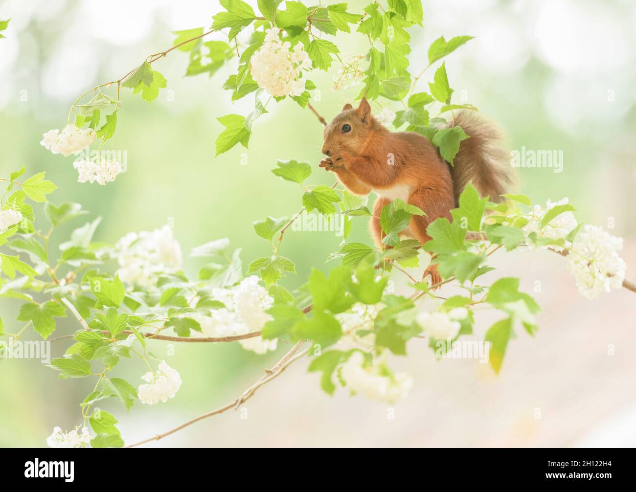 red squirrel  is standing on guelder rose flower branch Stock Photo