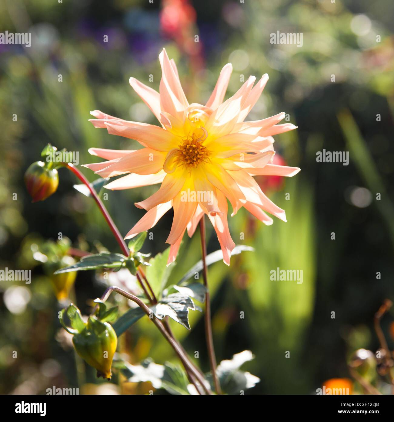 Macro view of an orange flower dahlia. Beautiful garden flower in sunbeams. Dahlia in the garden. Stock Photo
